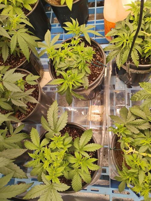 Skywalker og x purest indica Agseedco.. Week 4 - The 2 in The center are Skywalker og x purest indica. Totalling 7. 