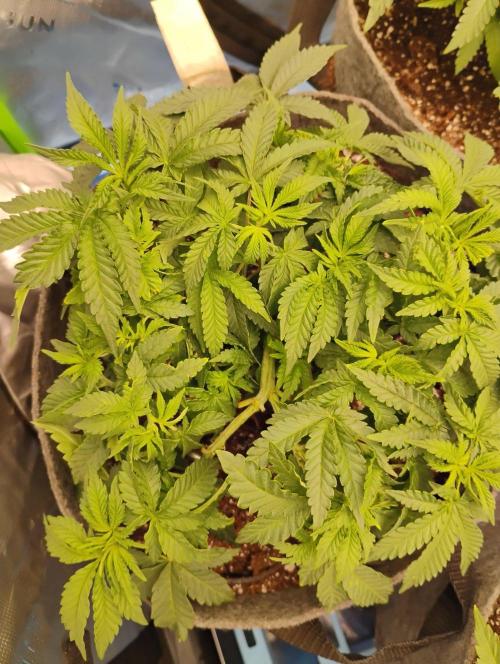 Skywalker og x purest indica Agseedco.. Week 5