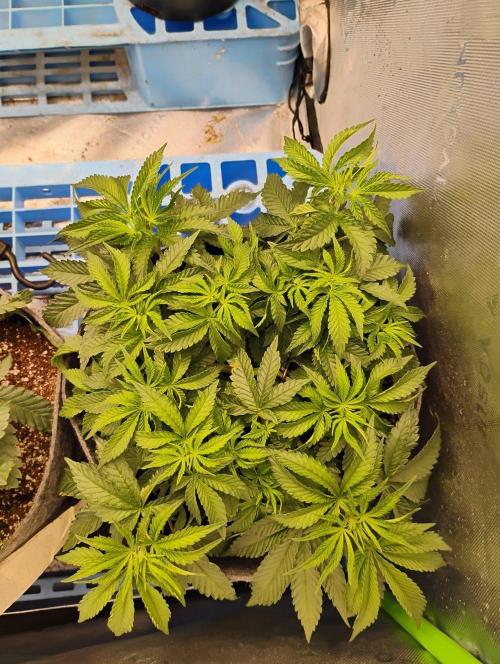 Skywalker og x purest indica Agseedco.. Week 5 - Number 3 male in definitely keeping its structure fits perfectly for tents. 