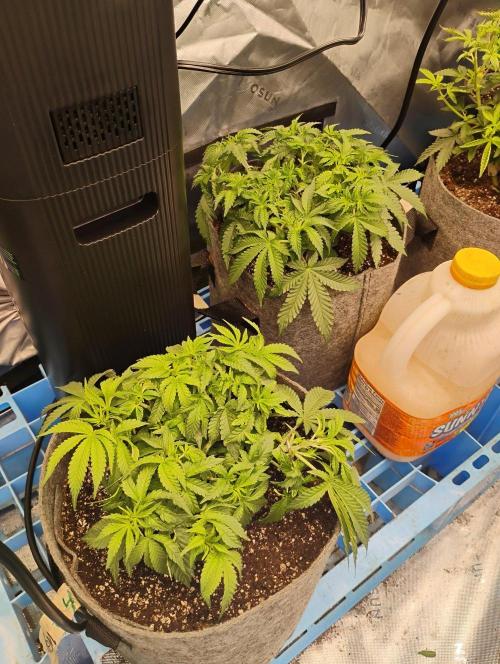 Skywalker og x purest indica . Week 5