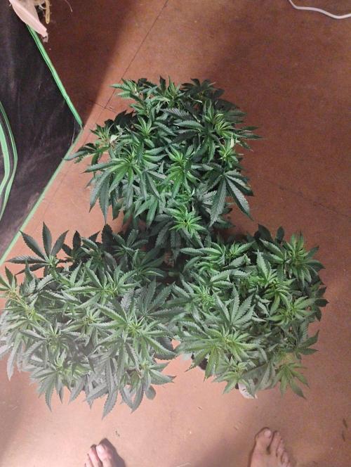 Skywalker og x purest indica Agseedco.. Week 6 - The males in using in this open pollination. To the 4 females. 