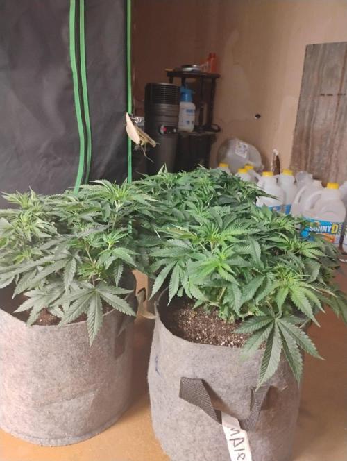 Skywalker og x purest indica Agseedco.. Week 6 - Just a side view. Nice little indica bushes. Easy to grow.