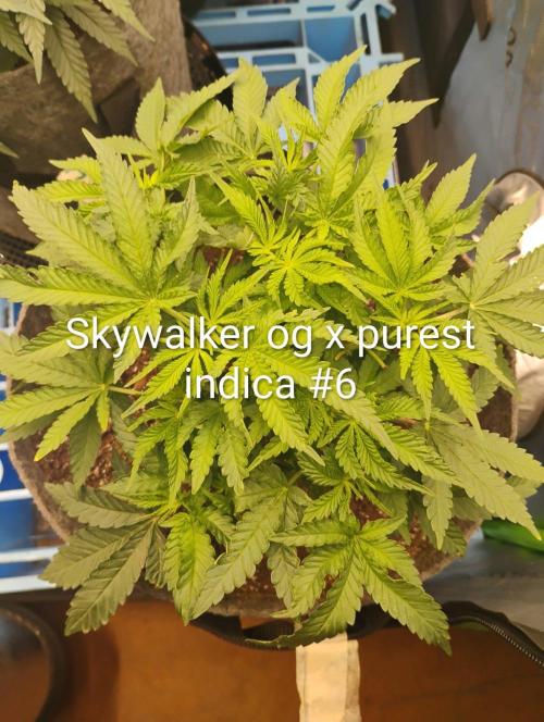 Skywalker og x purest indica Agseedco.. Week 6 - Took clones of all females. Waiting for 10 days of flower. 
