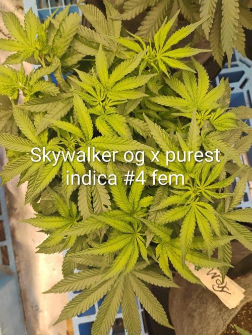 Skywalker og x purest indica Agseedco.. Week 6 - Very close nodes. The structure on all this is great except 1.
