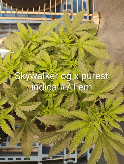 Skywalker og x purest indica Agseedco.. Week 6 - Then I'm throwing the boys in with the strippers..