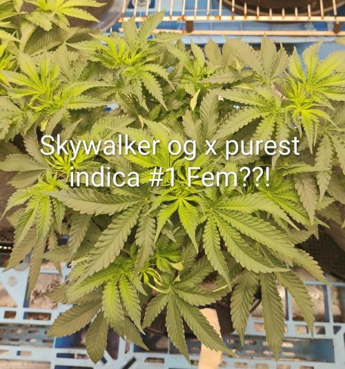 Skywalker og x purest indica Agseedco.. Week 6 - It's been a really easy grow. Just some lst and some topping. 