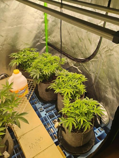 Skywalker og x purest indica Agseedco.. Week 7 - Everything is going well.like the bigger 1s
 Personally 
