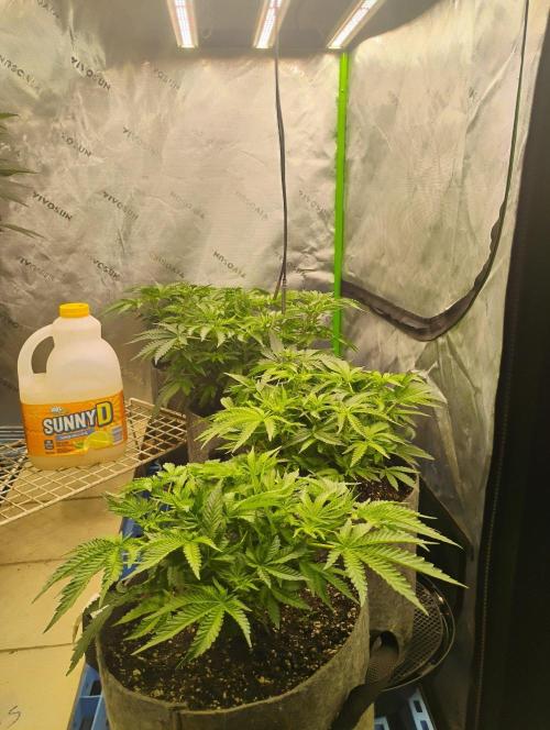 Skywalker og x purest indica Agseedco.. Week 7 - Pretty level canopies 