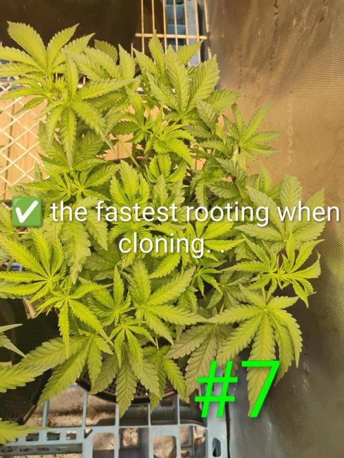 Skywalker og x purest indica Agseedco.. Week 7 - #7. Very level conopy 1st to root and little smaller than #1. 