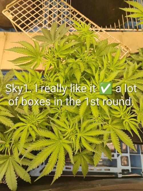 Skywalker og x purest indica Agseedco.. Week 7 - Hits alot of my boxes for 1st round. 