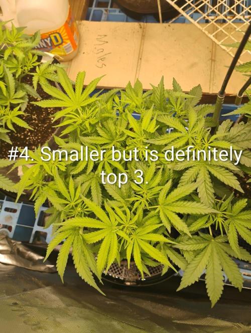 Skywalker og x purest indica Agseedco.. Week 7 - And same height as #6. But a lot better than #6