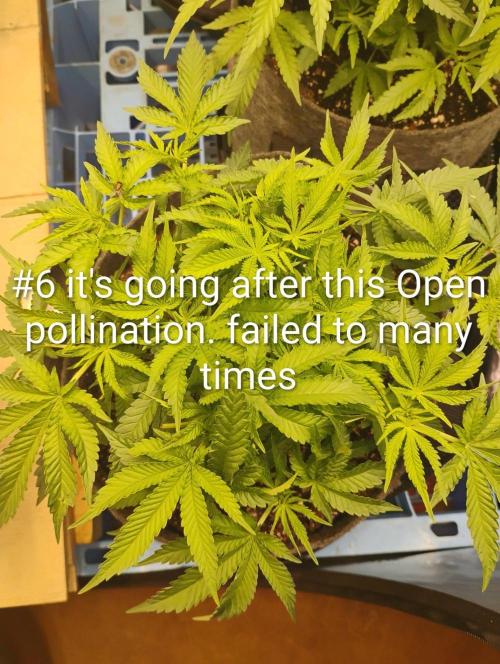 Skywalker og x purest indica Agseedco.. Week 7 - #6 2 out of 3 clones died with in few day's. All the same treatment. 