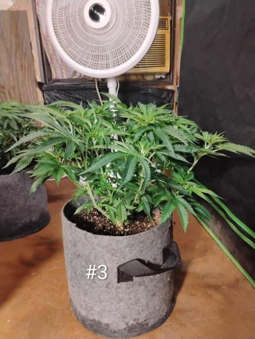 Skywalker og x purest indica Agseedco.. Week 7 - Nice little Bush. It's definitely been easy to grow. 