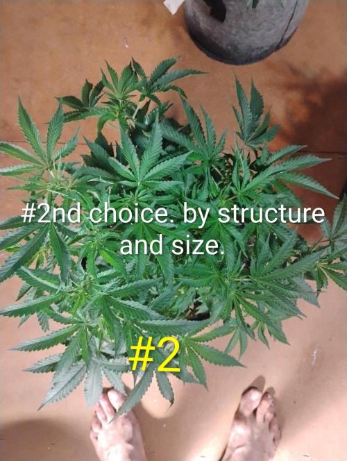 Skywalker og x purest indica Agseedco.. Week 7 - Running them through selections even though I'm doing a Open pollination. 