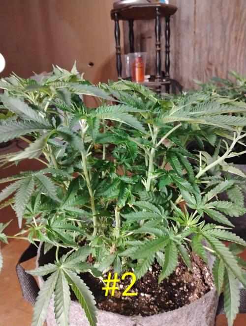 Skywalker og x purest indica Agseedco.. Week 7
