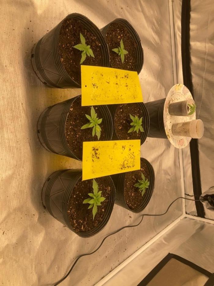 2nd cycle. Week 1