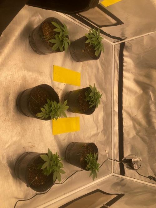 2nd cycle. Week 3