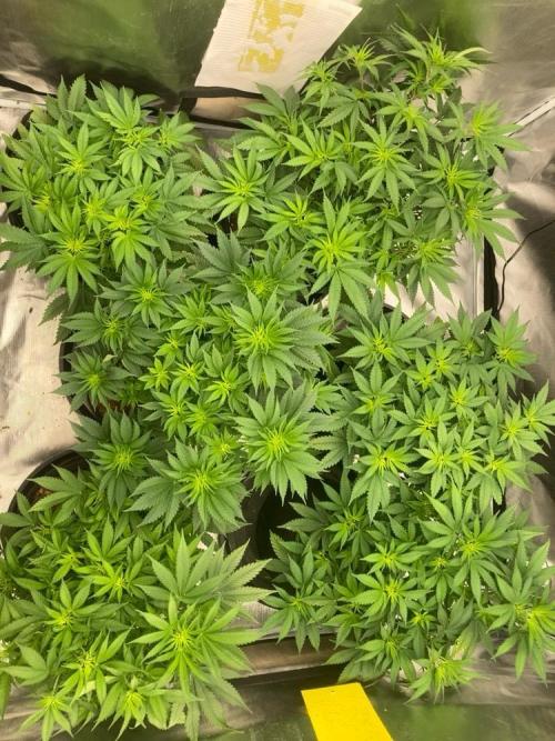 2nd cycle. Week 6