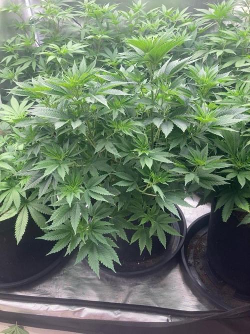 2nd cycle. Week 7