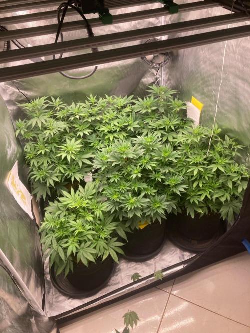 2nd cycle. Week 7