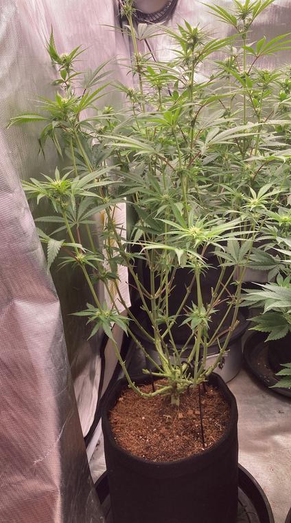 2nd cycle. Week 10
