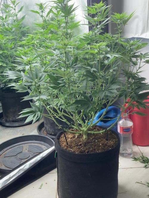 2nd cycle. Week 10
