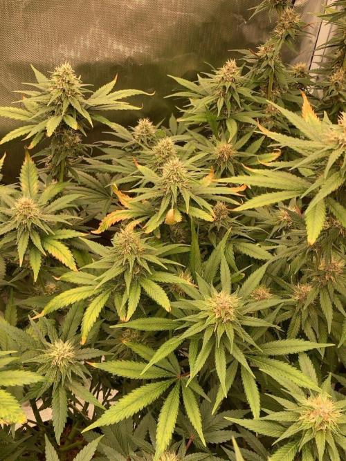 2nd cycle. Week 12 - gg4