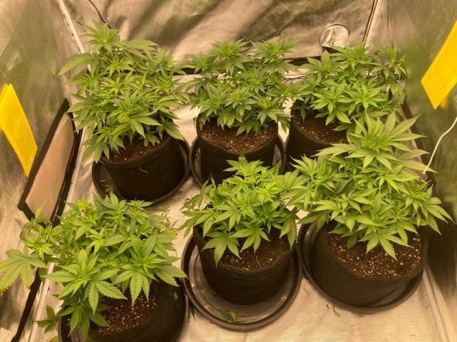 2nd cycle. Week 6