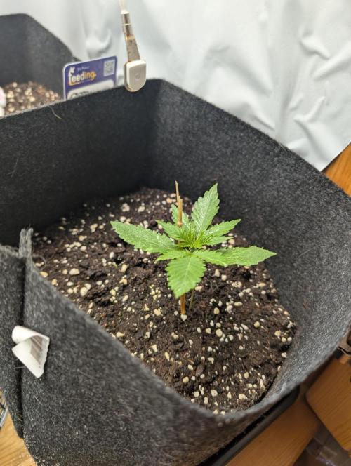meine ersten Pflanzen. Week 0 - das ist die Apple Fritter auto von RQS