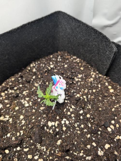 meine ersten Pflanzen. Week 0 - das eine kleine tropicana cookies Purple Auto von RQS