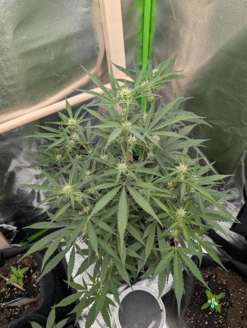 meine ersten Pflanzen. Week 2 - die Apple Fritter Auto blüht mittlerweile in der 2. Woche und ihr geht's gut.