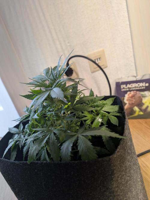 meine ersten Pflanzen. Week 8