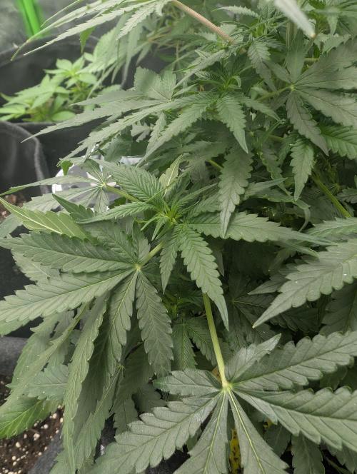 meine ersten Pflanzen. Week 10 - tropicana Cookies purple