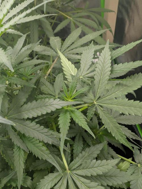 meine ersten Pflanzen. Week 10 - light Green spots are starting the early flowering Phase i guess