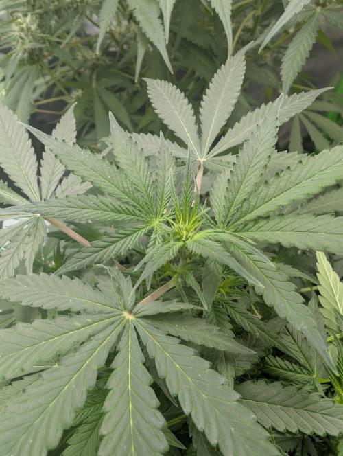 meine ersten Pflanzen. Week 10 - again flowering?