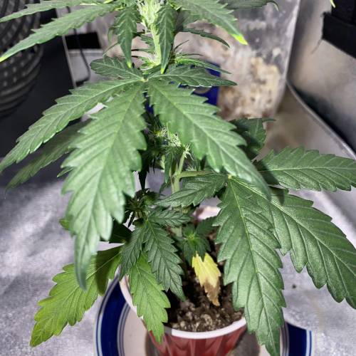 White Widow Auto Solo Cup. Week 3 - 25