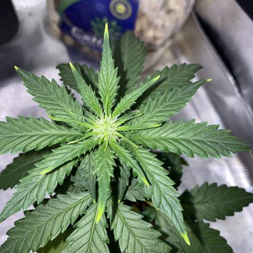 White Widow Auto Solo Cup. Week 3 - 25