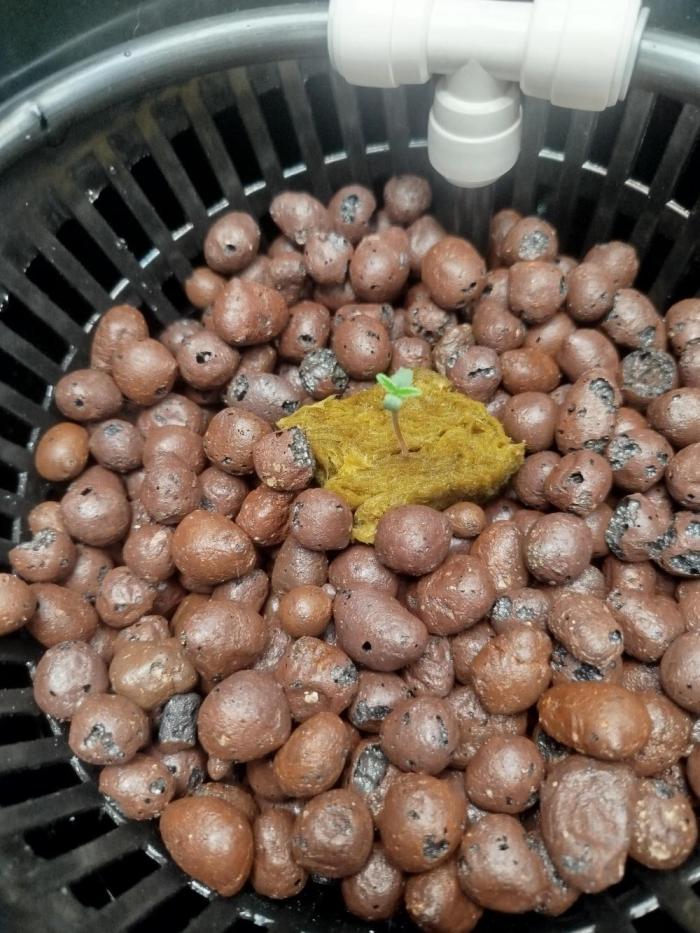 Cream Caramel Auto dic 2025. Week 0