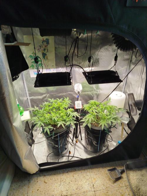 Cream Caramel Auto dic 2025. Week 5