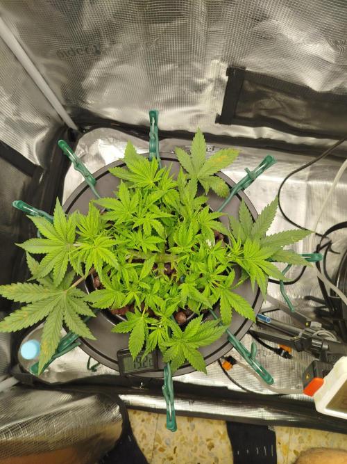 Cream Caramel Auto dic 2025. Week 5