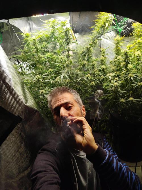 Cream Caramel Auto dic 2025. Week 8