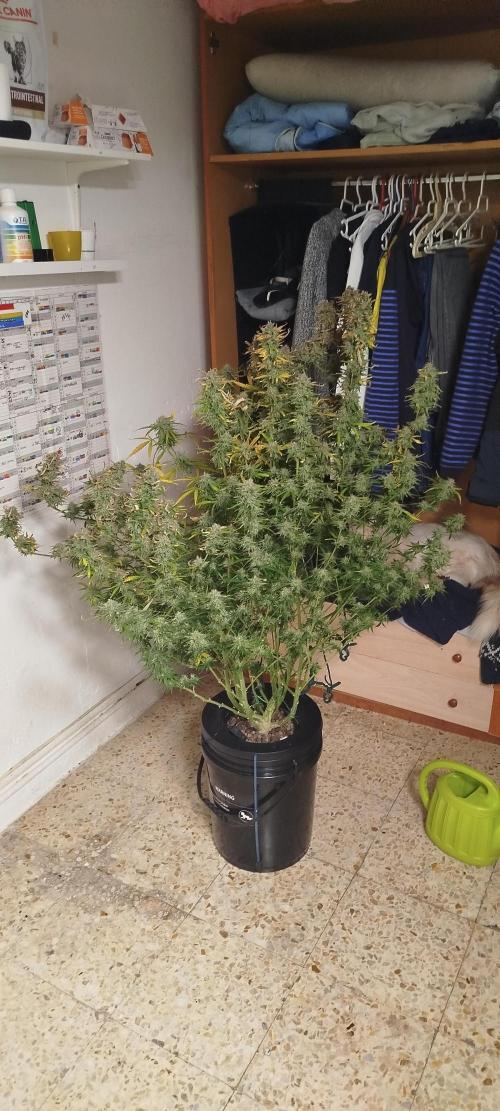 Cream Caramel Auto dic 2025. Week 11