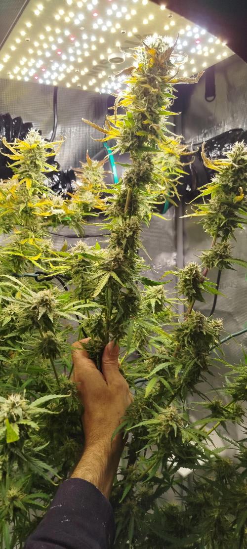 Cream Caramel Auto dic 2025. Week 11