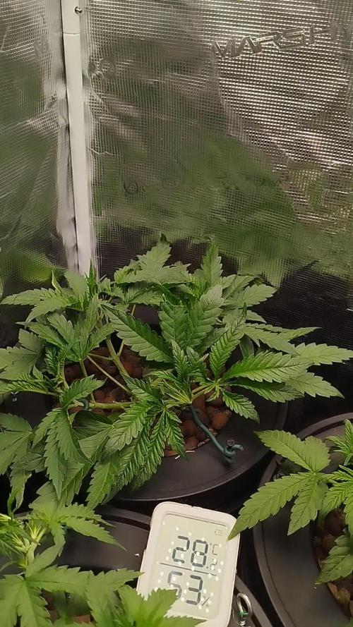 VS1000. Week 5