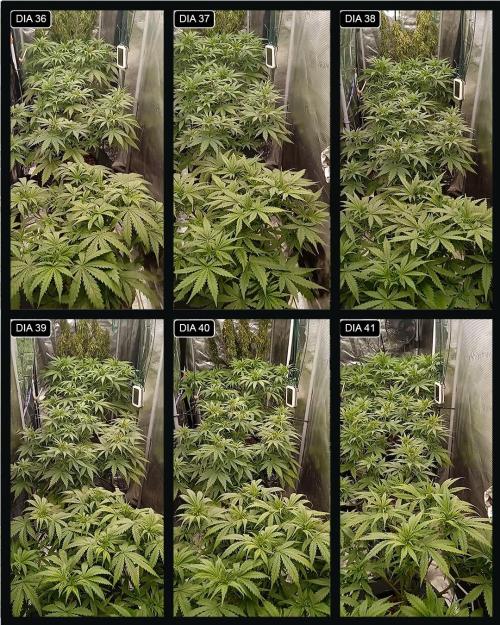 VS1000. Week 6