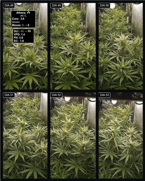 VS1000. Week 8