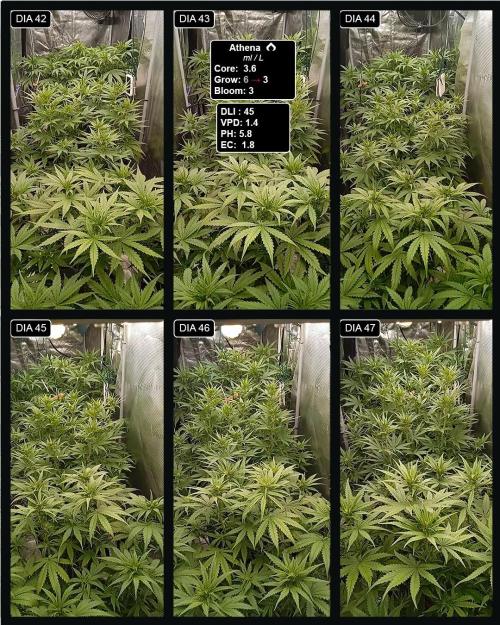 VS1000. Week 7