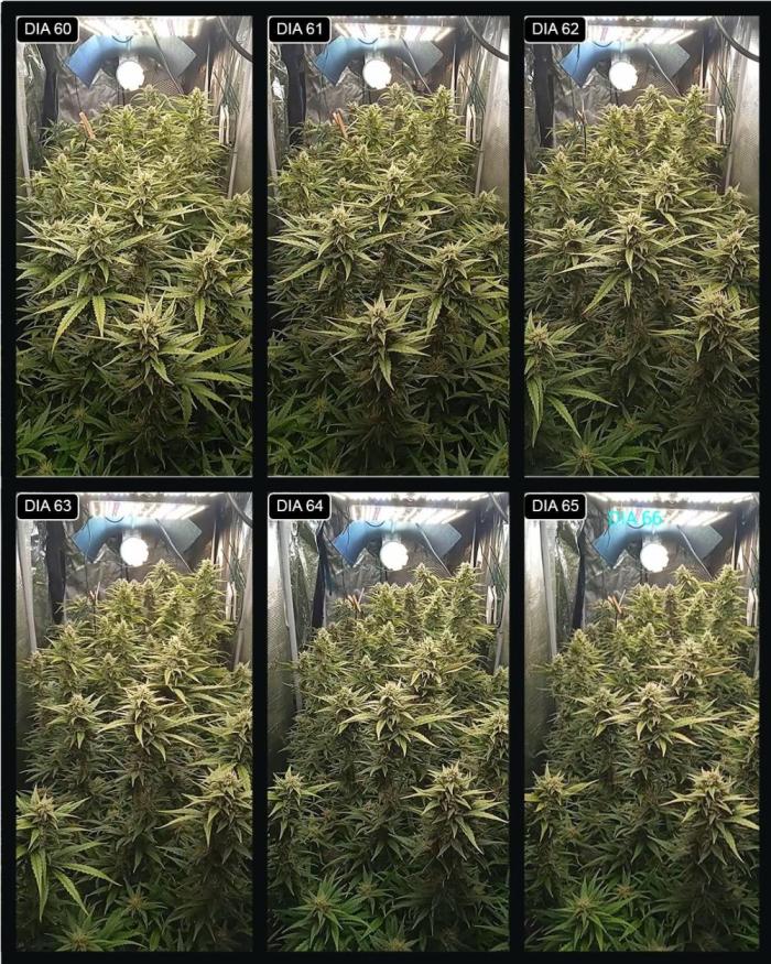 lemon cherrys mayo 2026. Week 10