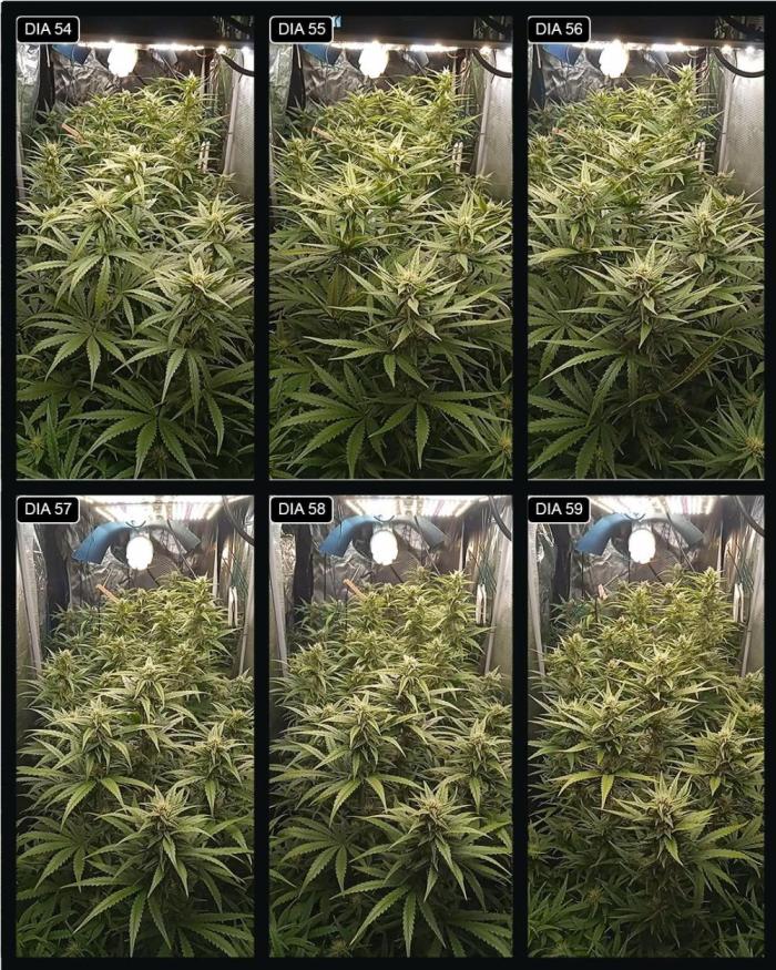 lemon cherrys mayo 2026. Week 9