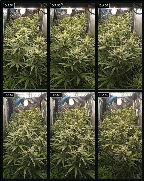 VS1000. Week 9